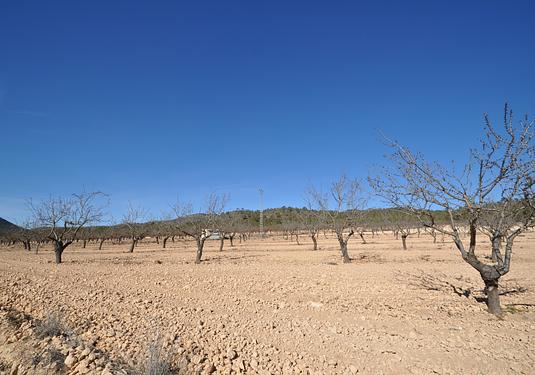 Land in Monóvar/Monóver