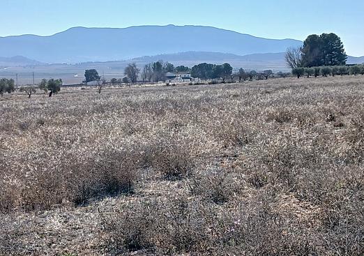 Land in Yecla