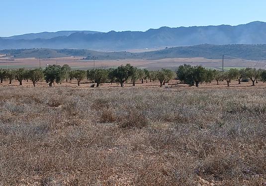 Land in Yecla