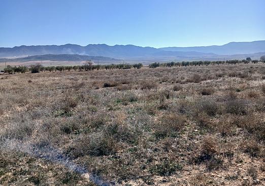 Land in Yecla