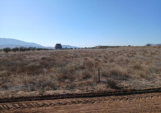 Land in Yecla