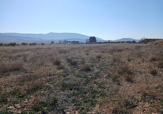 Land in Yecla