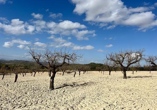 Land in Bullas