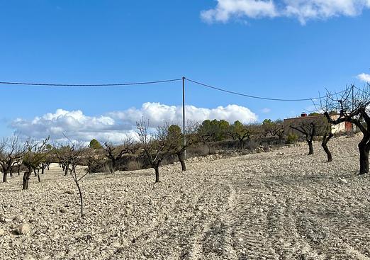 Land in Bullas