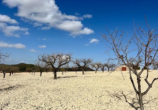 Land in Bullas