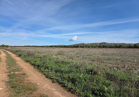 Land in Yecla