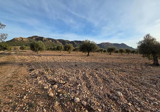 Land in Jumilla