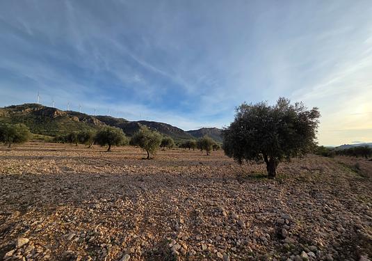 Land in Jumilla