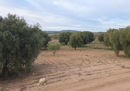 Land in Jumilla