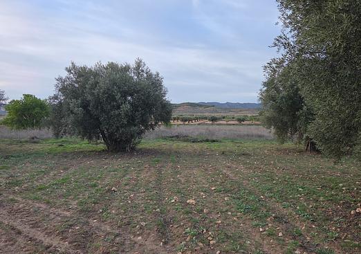Land in Jumilla