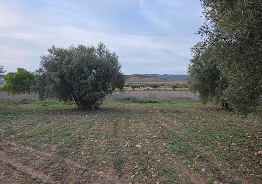 Land in Jumilla