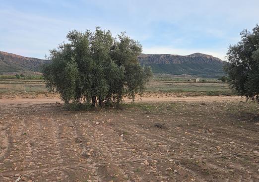Land in Jumilla