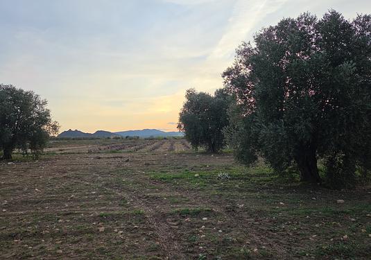 Land in Jumilla