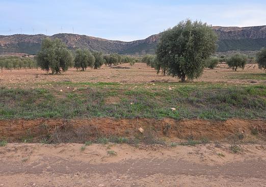 Land in Jumilla