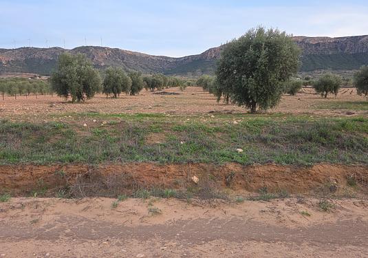 Land in Jumilla
