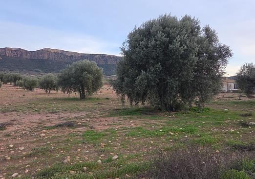 Land in Jumilla