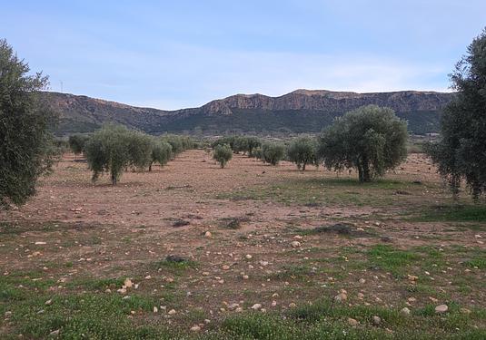 Land in Jumilla