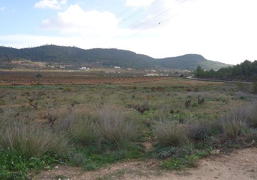 Land in Pinoso