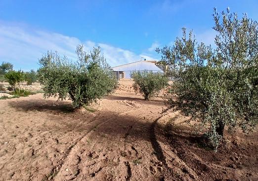 Finca in Jumilla