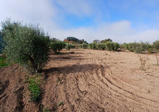 Finca in Jumilla