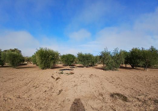 Finca in Jumilla