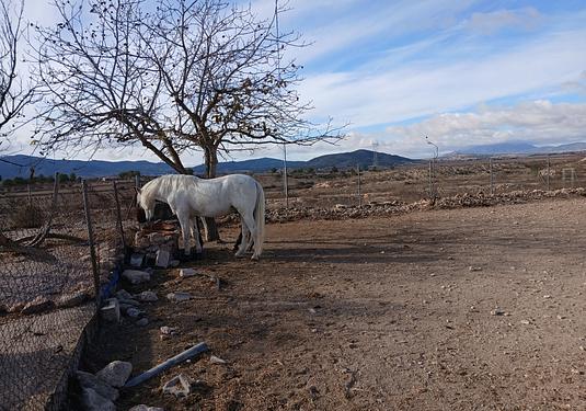 Finca in Monóvar/Monóver