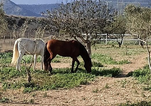 Finca in Monóvar/Monóver