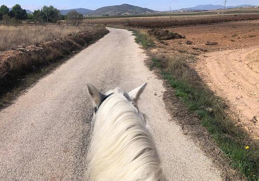 Finca in Monóvar/Monóver