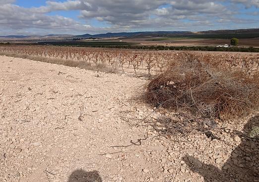 Land in Yecla