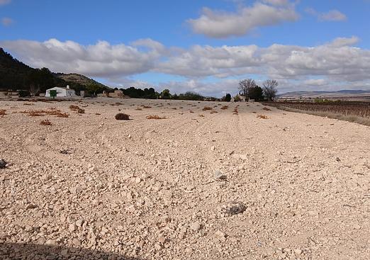 Land in Yecla
