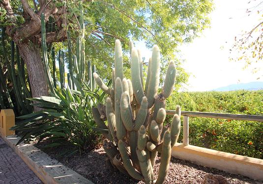 Finca in Murcia
