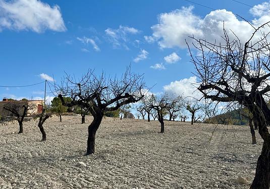 Land in Bullas