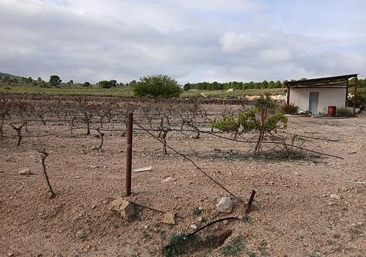 Land in Yecla