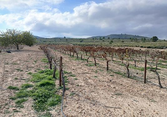 Land in Yecla