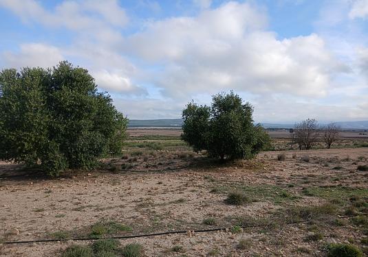 Land in Yecla