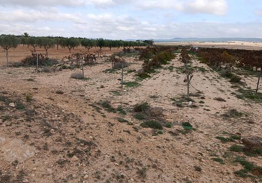 Land in Yecla