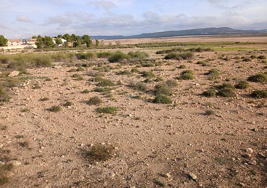 Land in Yecla