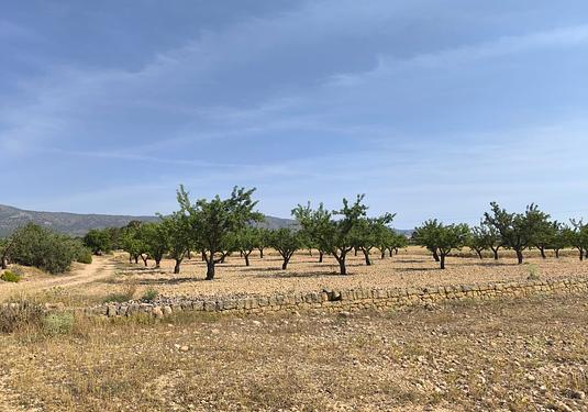 Land in Monóvar/Monóver