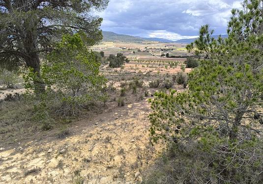 Land in Pinoso