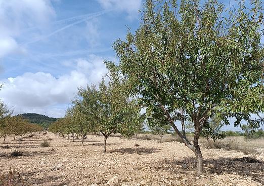 Land in Yecla