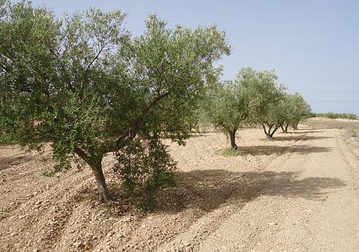 Land in Canada del Trigo