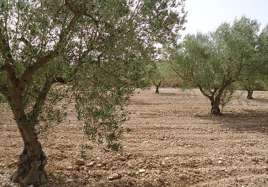 Land in Canada del Trigo