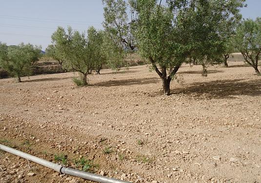 Land in Canada del Trigo