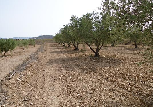 Land in Canada del Trigo