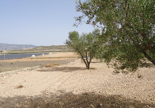 Land in Canada del Trigo