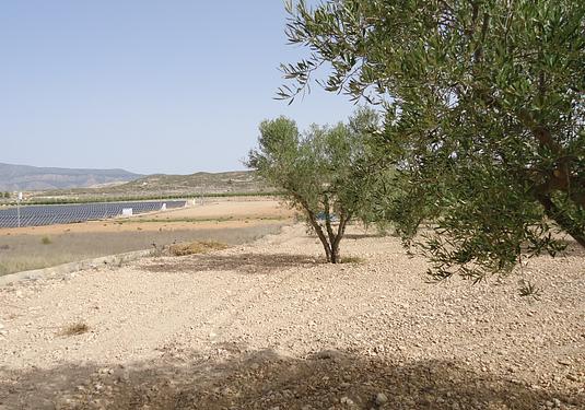 Land in Canada del Trigo