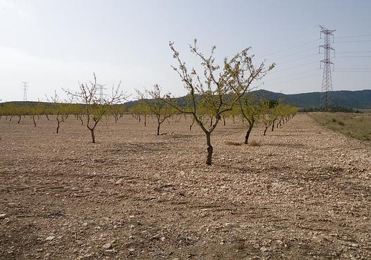 Land in Canada del Trigo