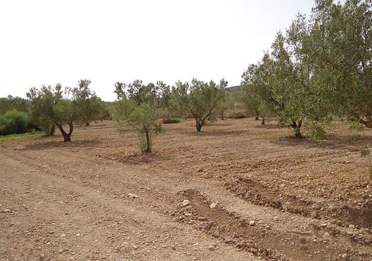 Land in Canada del Trigo