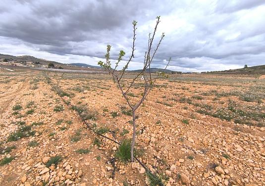 Land in Canada del Trigo