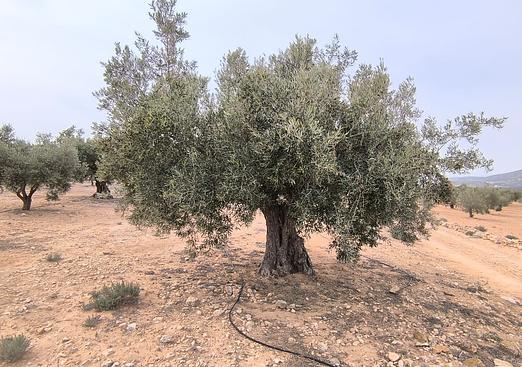 Land in Villena